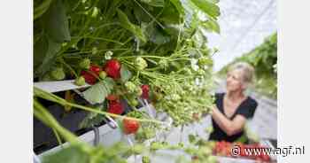 Daling komkommerprijs, stijging prijzen tomaat en aardbei
