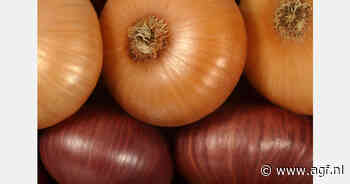 Ontwikkeling nodig in Nigeria voor meer winstgevende uienhandel