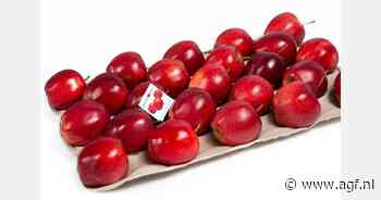 "Totale Poolse appeloogst zal lager uitvallen"