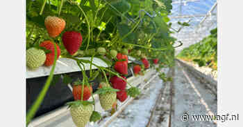 "De komende weken verwacht ik dat de vraag naar kasaardbeien sterk blijft"