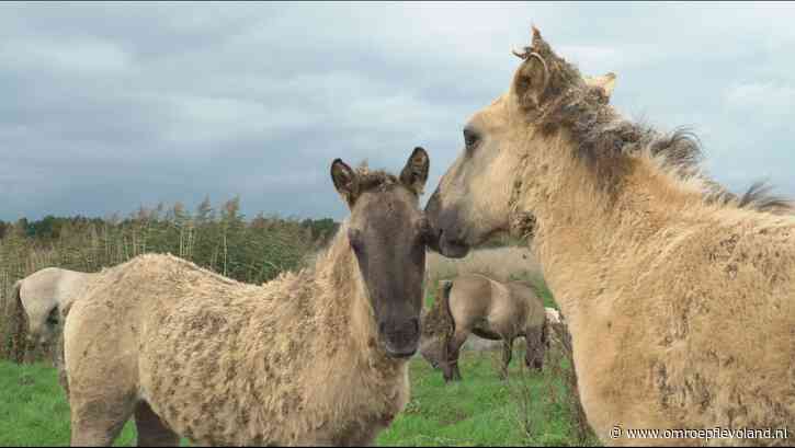 Lelystad - Staatsbosbeheer haalt konikpaarden uit Oostvaardersveld vanwege stekelige plant
