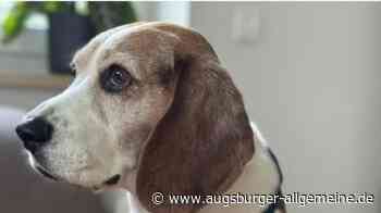Wer vermisst diesen Beagle?