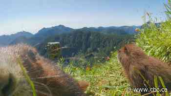 #TheMoment an endangered marmot took a bite out of a wildlife camera