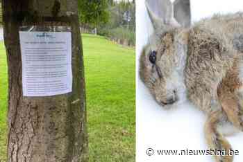 Ziekte slaat toe bij konijnen op recreatiedomein: “Gemeentearbeiders gaan er tot twee keer per week kadavers ruimen”