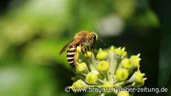 Neue Wildbiene in Braunschweig: Wer kennt sie?