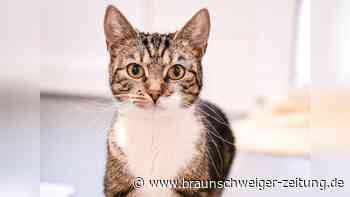 Echte Diva aus Salzgitter: Tiffany sucht ein neues Zuhause