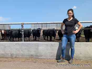 Young Innovators: U of S researchers “beefing” up cattle with affordable, drought-proof diet