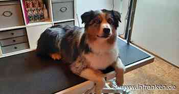 Bad Rodach: Hunde-Friseurin gibt Tipps - das solltest du bei der Fellpflege beachten