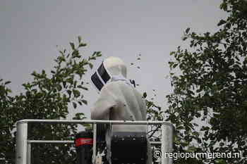 Nest van Aziatische Hoornaar in Purmerend geruimd, imkers opgelucht