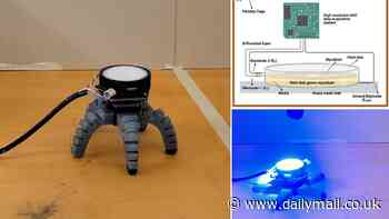Cap-tivating! Scientists teach a MUSHROOM to crawl by fitting it with adorable robotic legs and harnessing its natural electrical signals