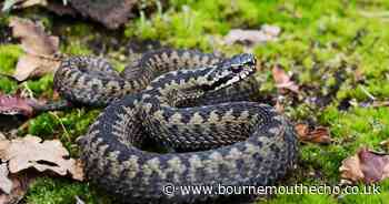 Are snakes classed as a protected species in the UK? Everything you need to know