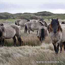 Zeventig konikpaarden weggehaald van Oostvaardersveld wegens stekelige plant