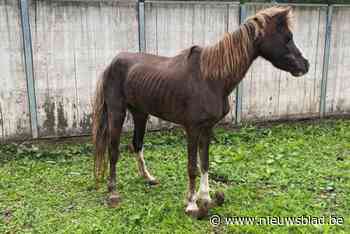 Eigenares van twaalf in beslag genomen verwaarloosde paarden, eist haar dieren terug