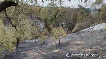 Gara di solidarietà per salvare l’uliveto dell'azienda agricola Altobelli incendiato a Ferragosto