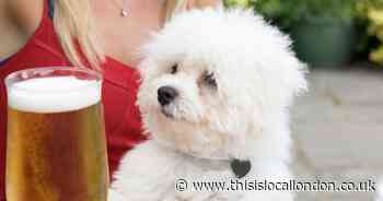 North London pub named London's most dog friendly watering hole