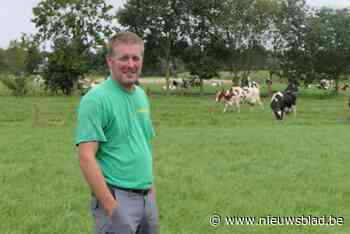 Blauwtongvirus door knijten tiert welig op Berts (42) melkveebedrijf: “Een boer heeft een band met zijn koeien, je wil ze niet zien lijden”