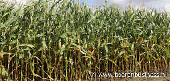 Verwachtingen voor snijmaïs lopen erg uiteen
