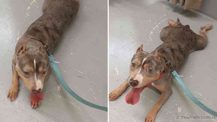 Chilliwack SPCA takes action after dogs found tied to a fence together outside its facility