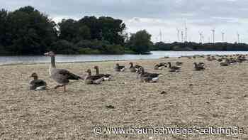 Gänse-Dreck überall: Wie eklig ist es am Salzgittersee wirklich?