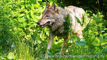 DNA-Probe ist da: Ein Wolfsburger Wolf ist sogar bekannt