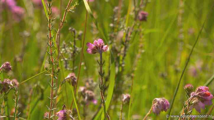 Statenleden trekken aan de bel in Den Haag: 'Houd natuurplannen overeind'