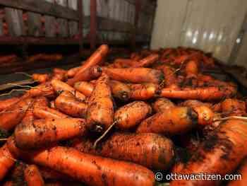 Houseworks: Home root cellars keep garden produce fresh 