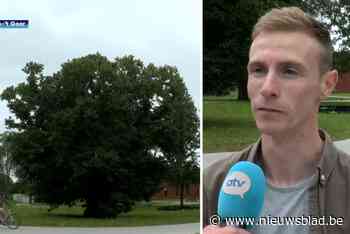 Mooiste boom van provincie Antwerpen staat in Brecht en is zo’n 200 jaar oud: “Hij doet het nog altijd heel goed”