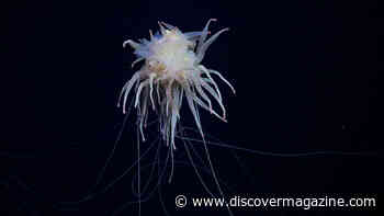 Swimming Cupcake and Flying Spaghetti-Like Deep-Sea Creatures Were Discovered