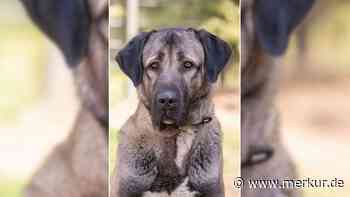 „Auf Kleinanzeigenportal inseriert“: Besitzer kriegen Hund nicht verkauft – und lassen ihn einfach laufen
