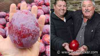 Zuid-Afrikaanse boeren kweken zwaarste pruim ooit: 'softbal' van halve kilo