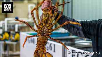 'Baffling': Rock lobster industry struggles through fourth year of China ban
