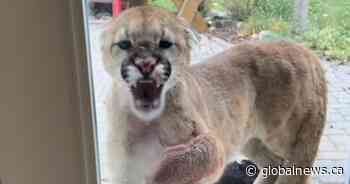 Young cougar kills Alberta family’s cat, hisses and paws at them through window