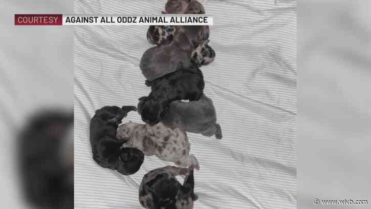 8 French bulldog puppies reportedly stolen from Buffalo home
