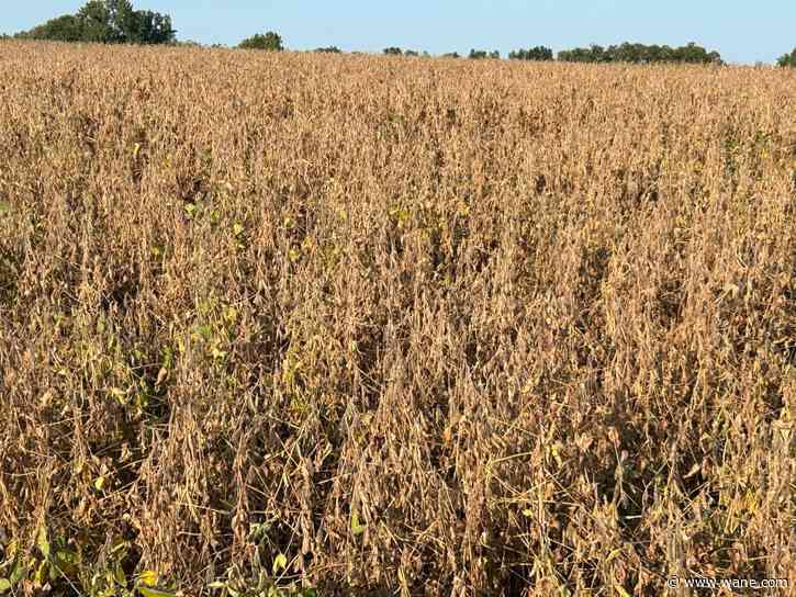 The agricultural impact of our late summer drought