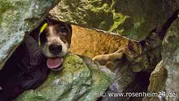 Beim Wandern verschwunden: Feuerwehr befreit „Spotty“ nach 50 Stunden aus Felshöhle