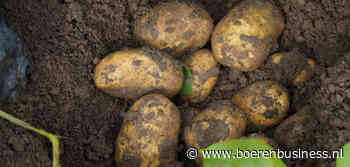 Laat gepote aardappelen met een opbrengst van juli