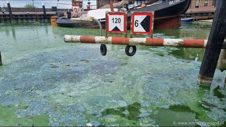 Urk - Deze bacterie legde het water van de Urker haven onder een stinkende drablaag