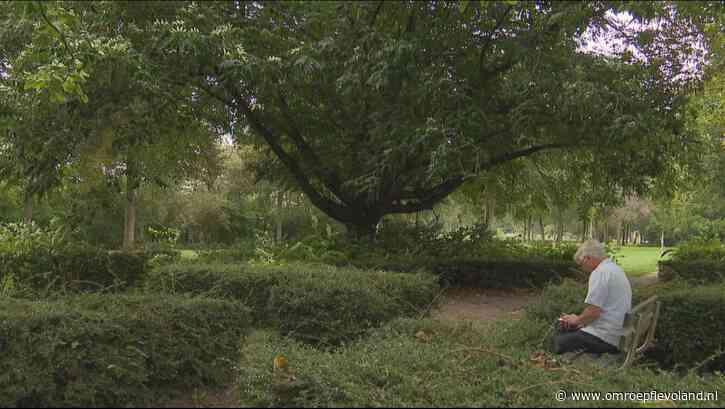 Zeewolde - Deze 'herdenkingsboom' is straks misschien de mooiste boom van Nederland
