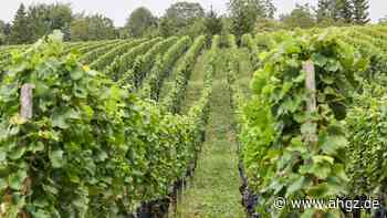 Klimawandel: Trockene Weine trotz Hitze