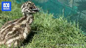 Logging ceases in NSW state forest after rare emu chicks hatch