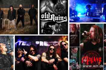 Sieben Bands rocken für Streuner in Not