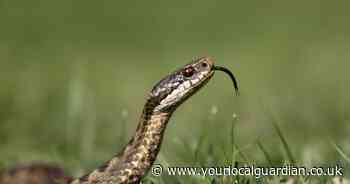 How rare are snakes and are there any poisonous species in the UK?