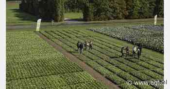 Demodagen Rijk Zwaan Nederland in teken van dubbel jubileum