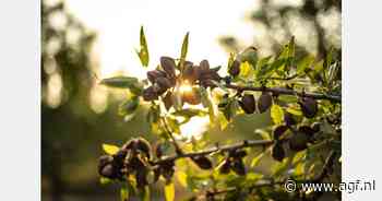 Onrust op internationale amandelmarkt beteugeld