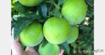 Nieuwe gepigmenteerde citrusrassen