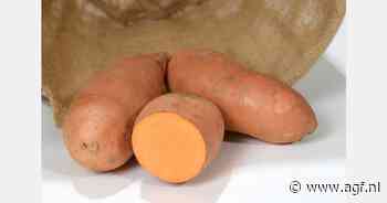 Populariteit zoete aardappel Bellevue groeit, maar ongeautoriseerde import blijft probleem