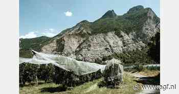 "Er wordt reikhalzend uitgekeken naar de nieuwe oogst Golden Delicious"