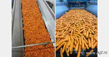 "Afgelopen jaren zijn we verwend met de peenprijzen, maar dit jaar waait de wind uit een andere hoek"