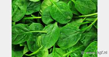 Focus op spinazieaanbod tijdens Nederlandse Velddagen Sakata
