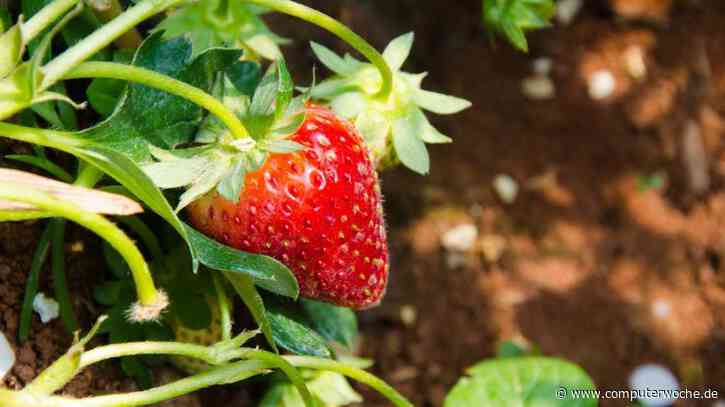 Neue ChatGPT-Version kurz vor dem Start